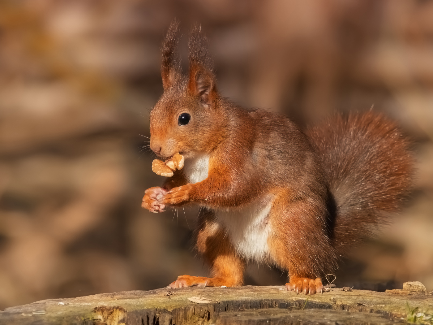 Funny red squirrel nibbles a walnut on a stump