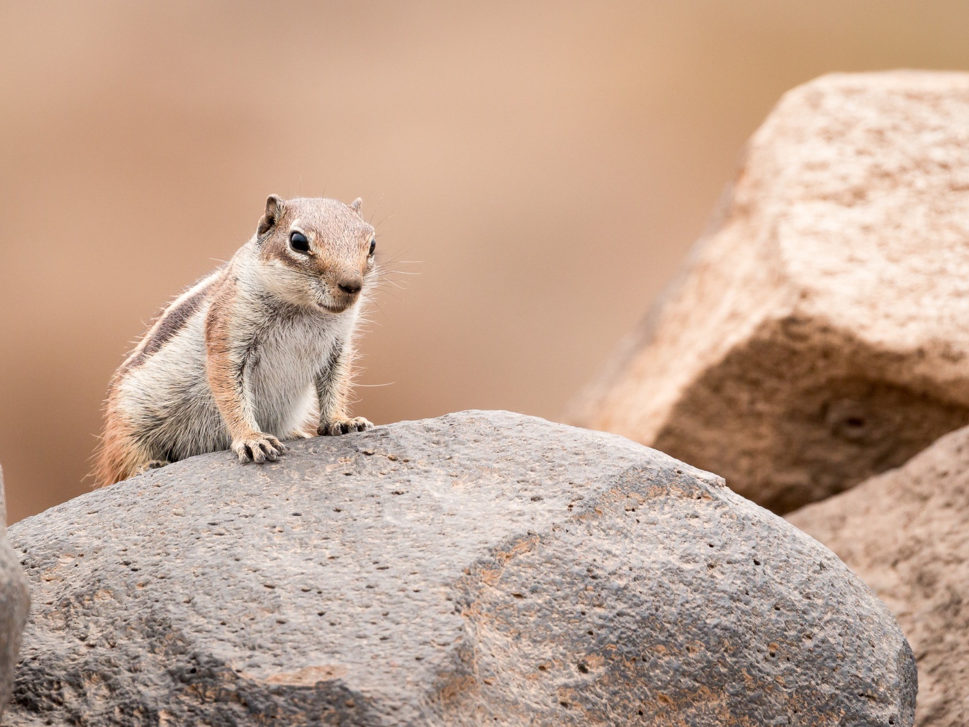 Маленький забавный бурундук сидит на камне 