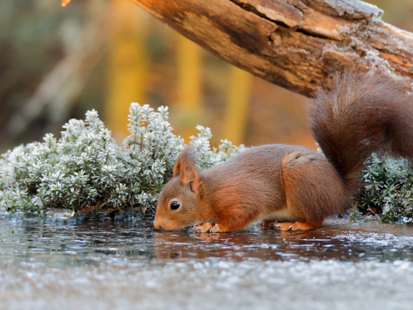 Маленькая рыжая белка пьет воду из лужи у старого дерева 