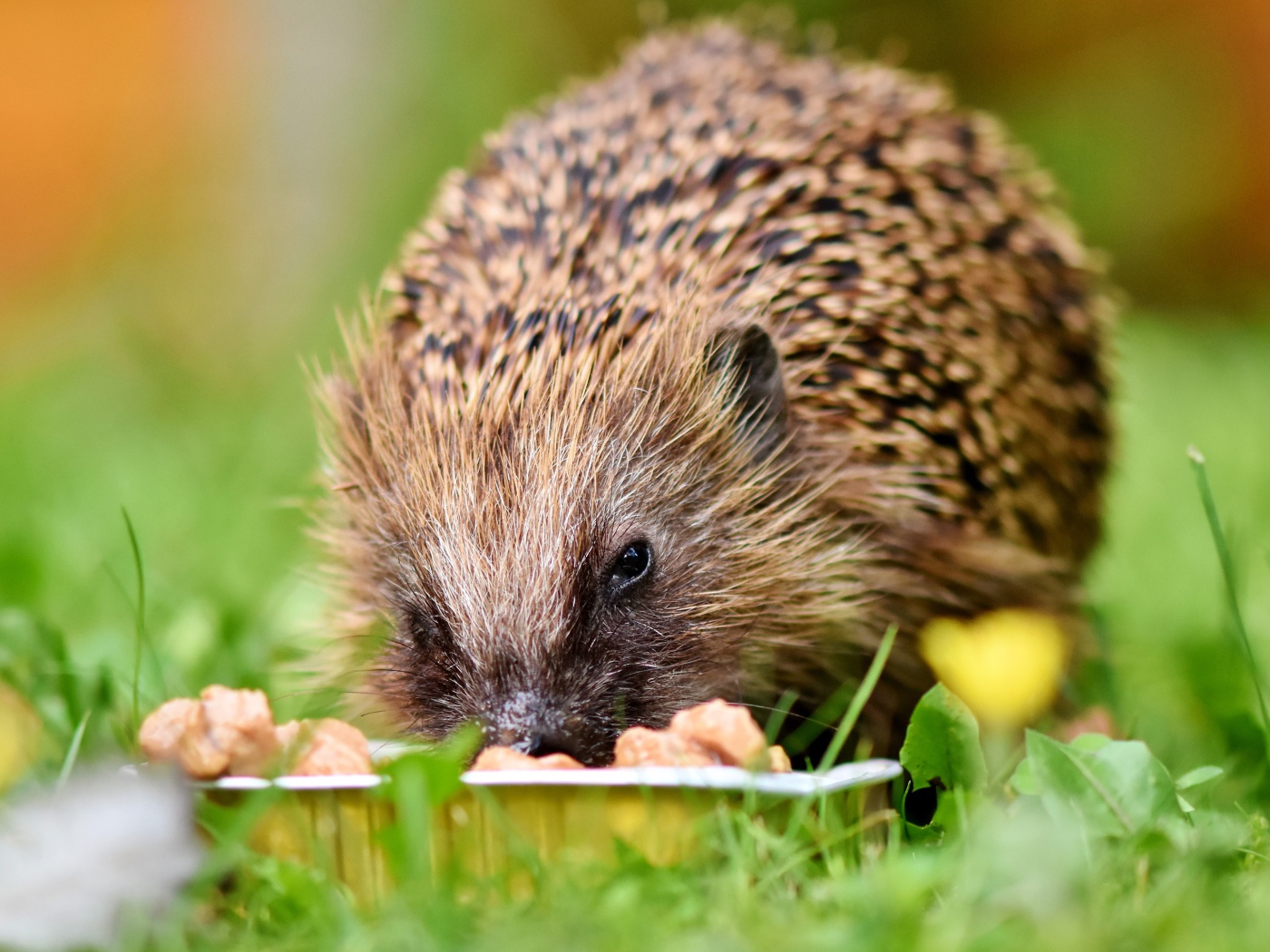 Старый еж ест корм на зеленой траве 