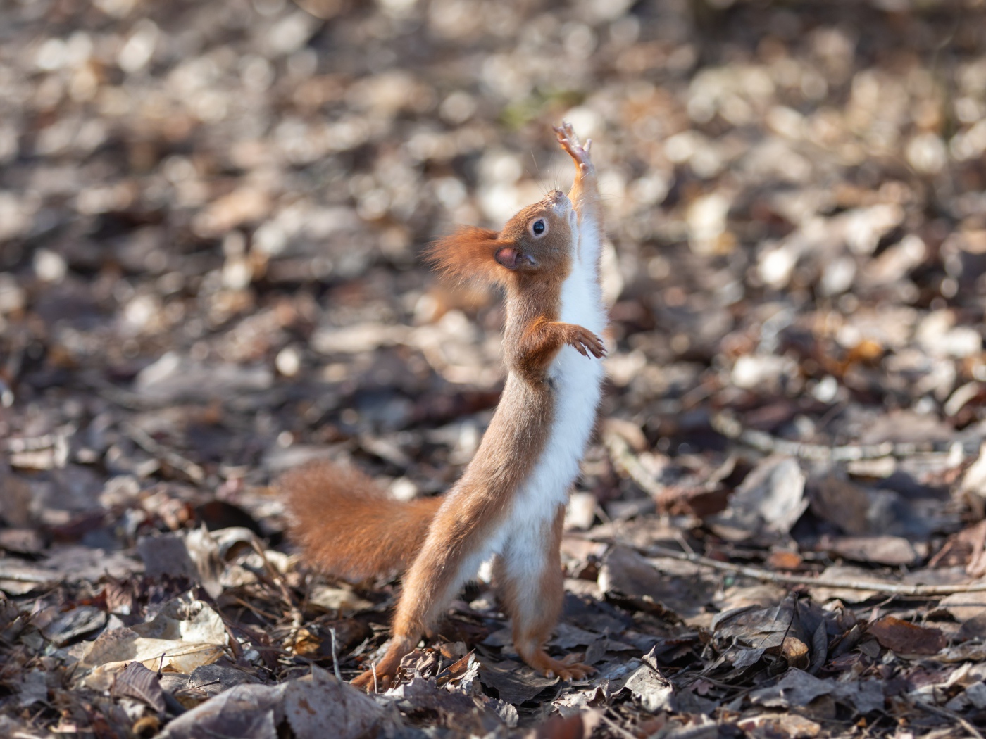 Red squirrel pulls its paw up