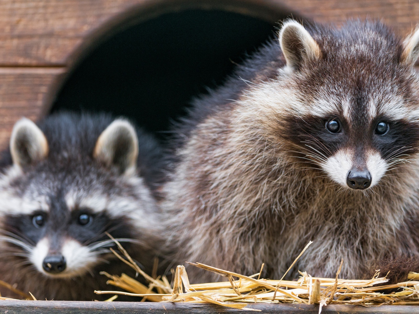 Два енота сидят на сене в домике
