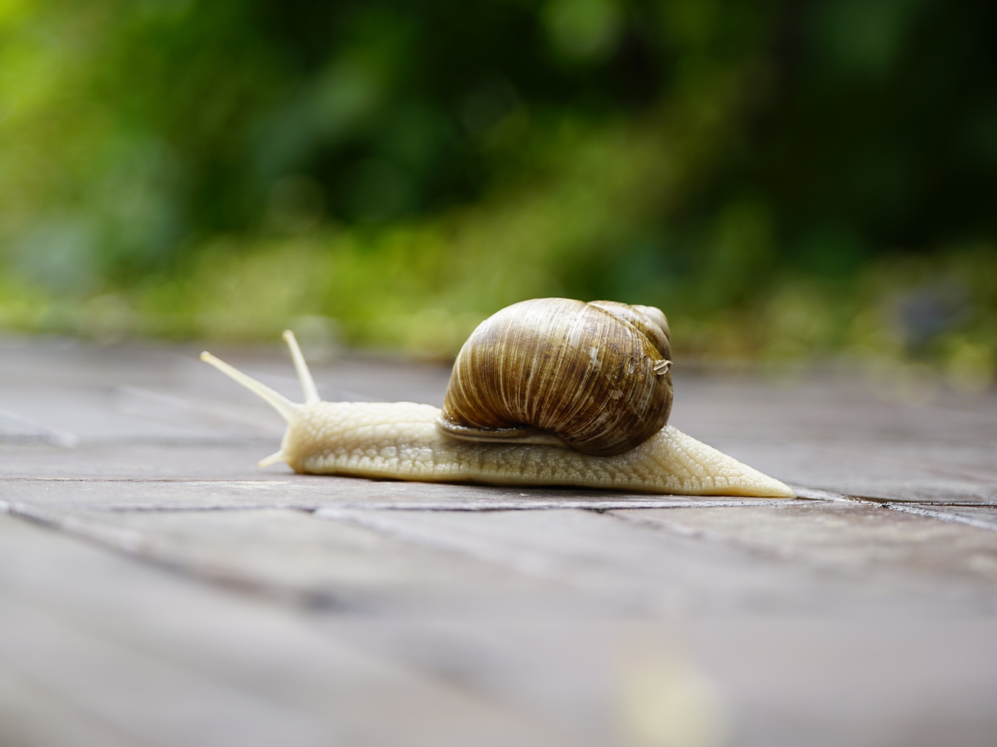 Большая улитка ползет через дорогу 