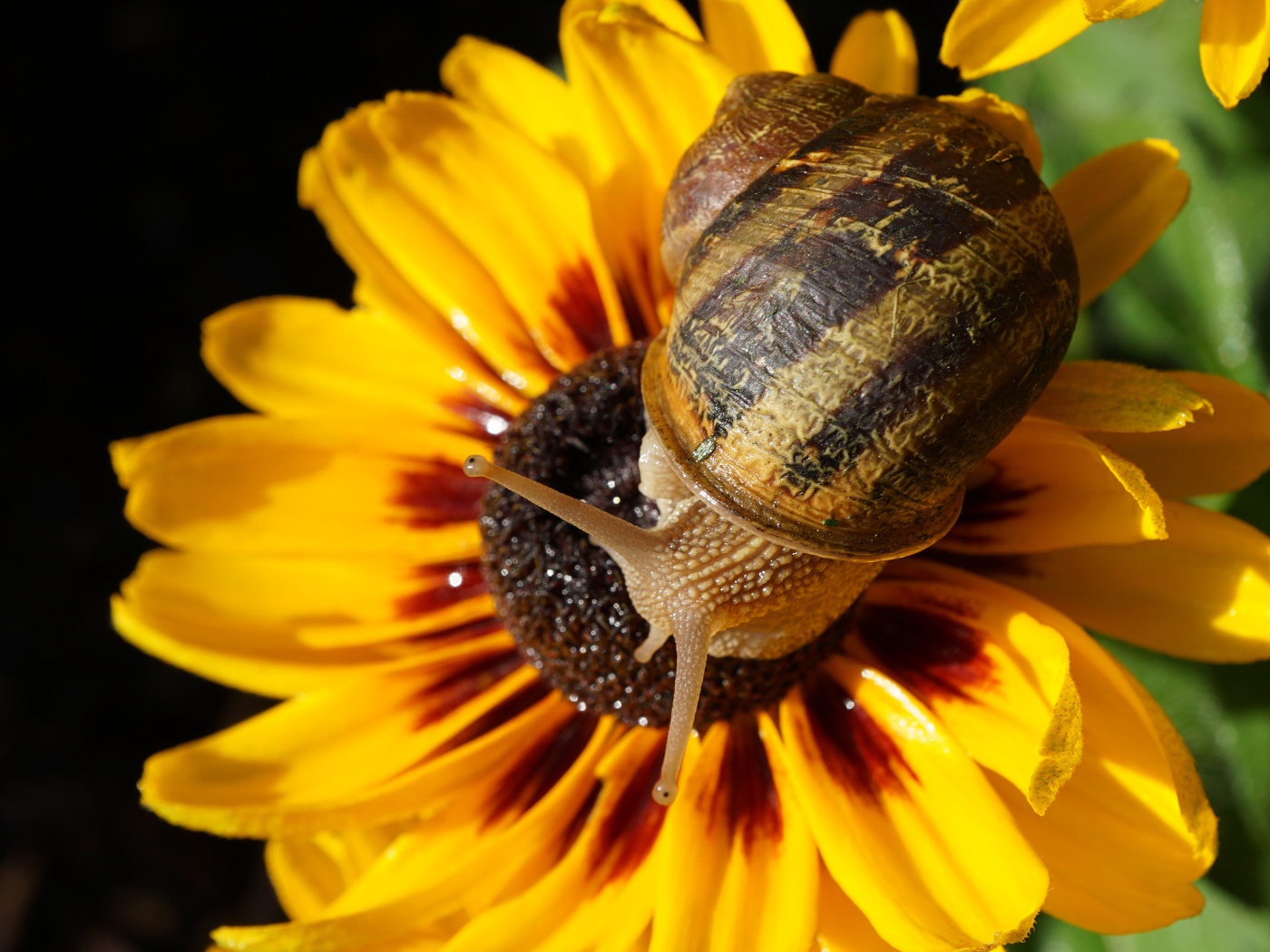 Улитка сидит на желтом цветке 