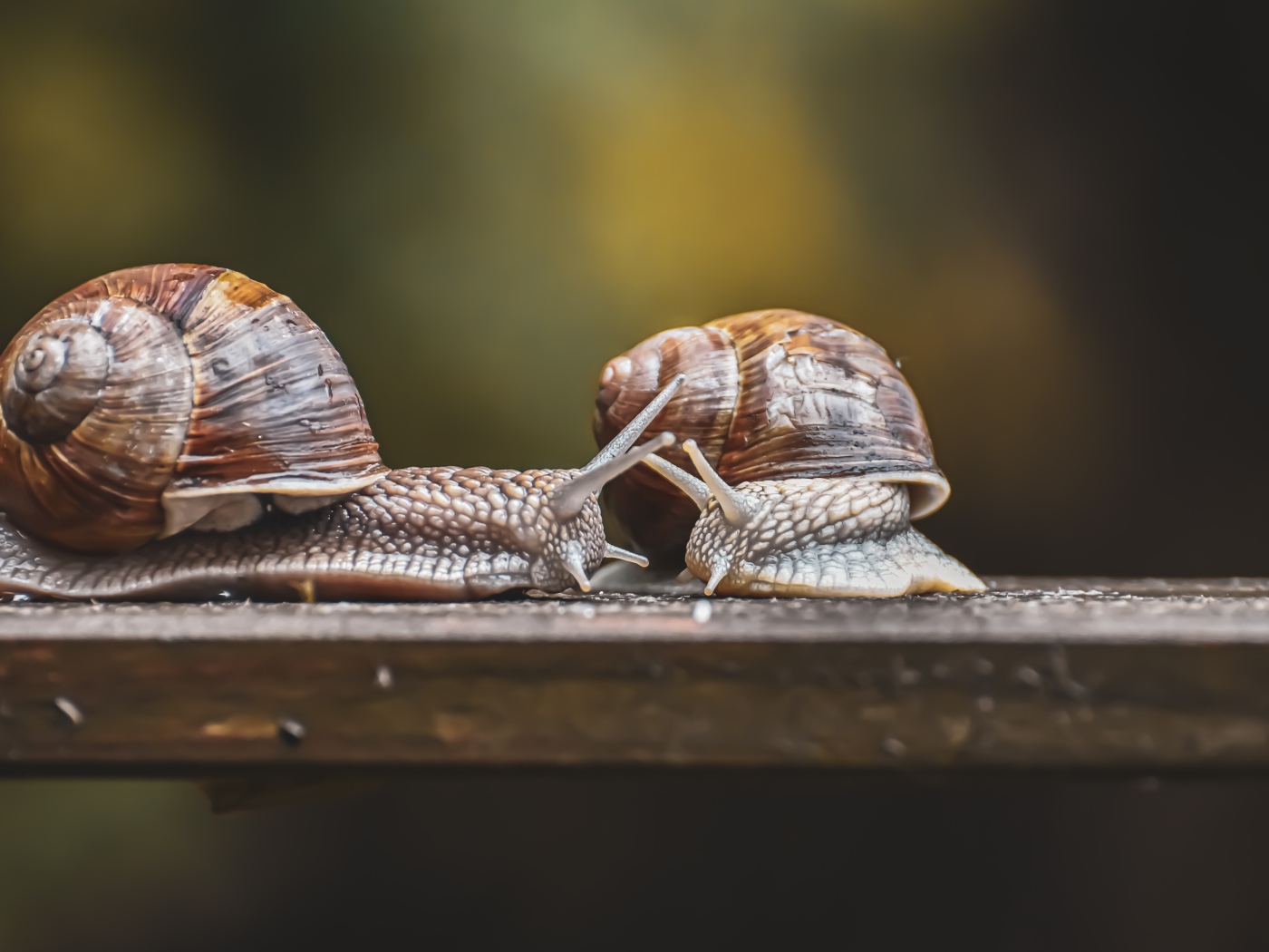 Две большие улитки на деревянном столе 