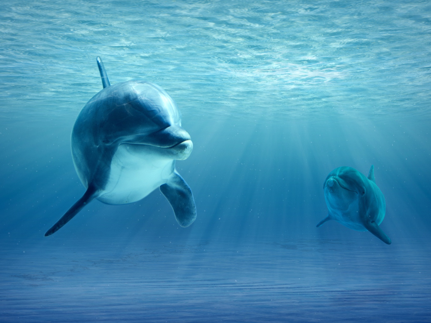 Большой дельфин с детенышем в воде 