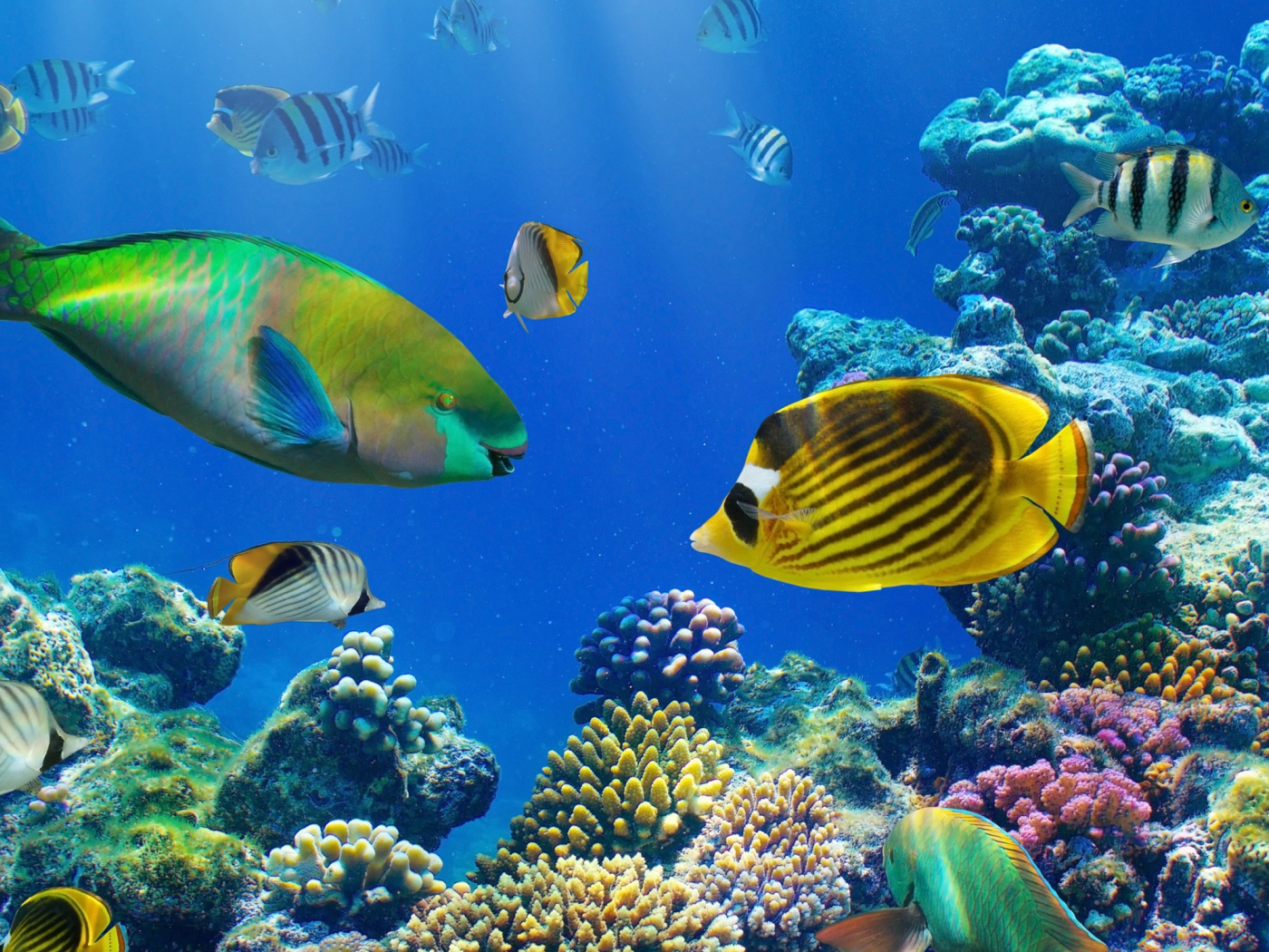 Разноцветные рыбы под водой в кораллах 