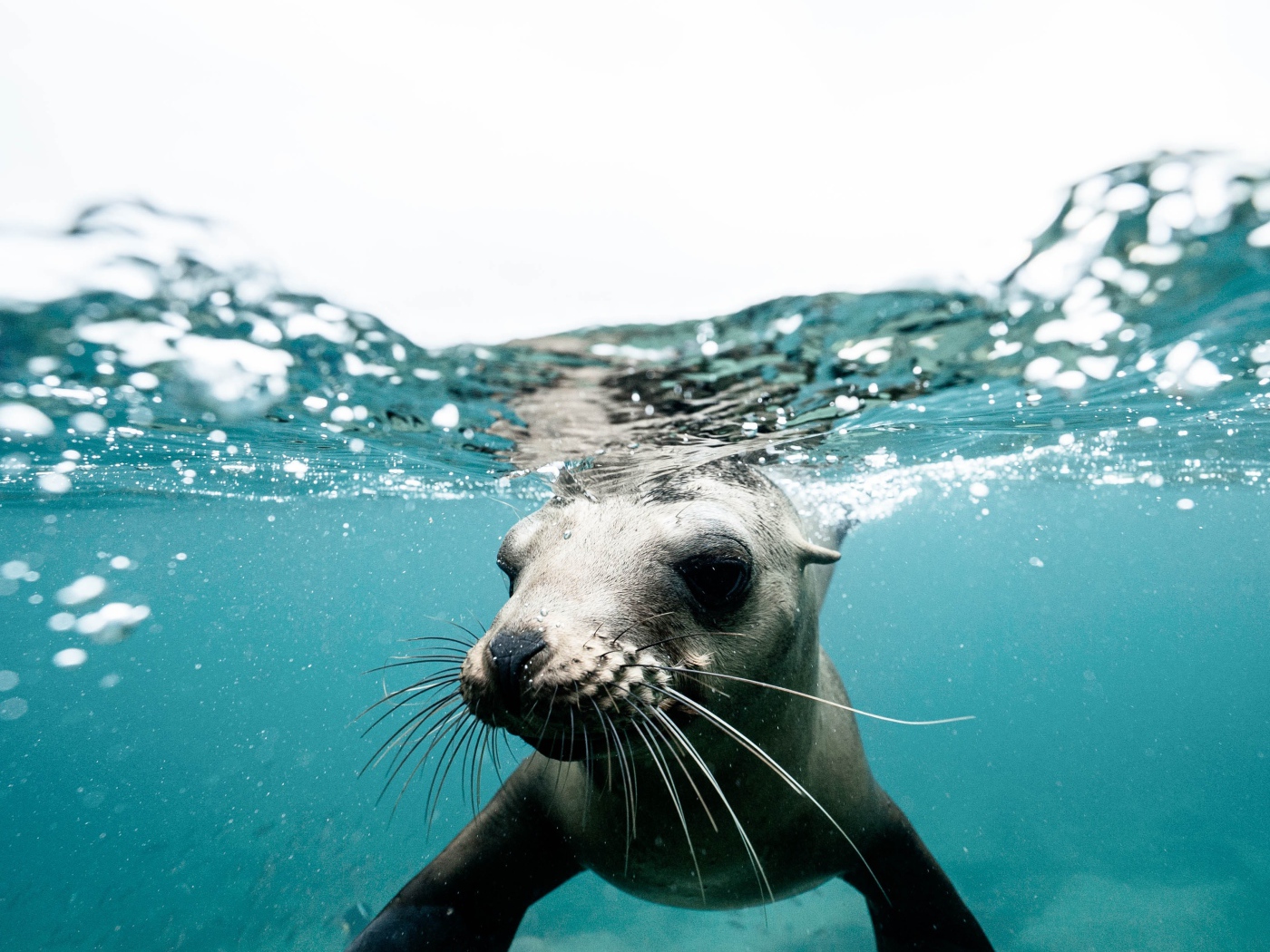 Морской котик плавает под водой 