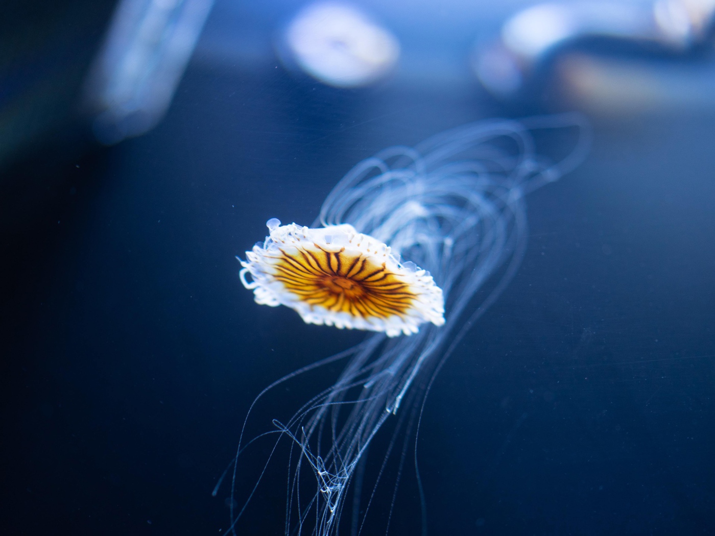 Маленькая медуза плавает в синей воде