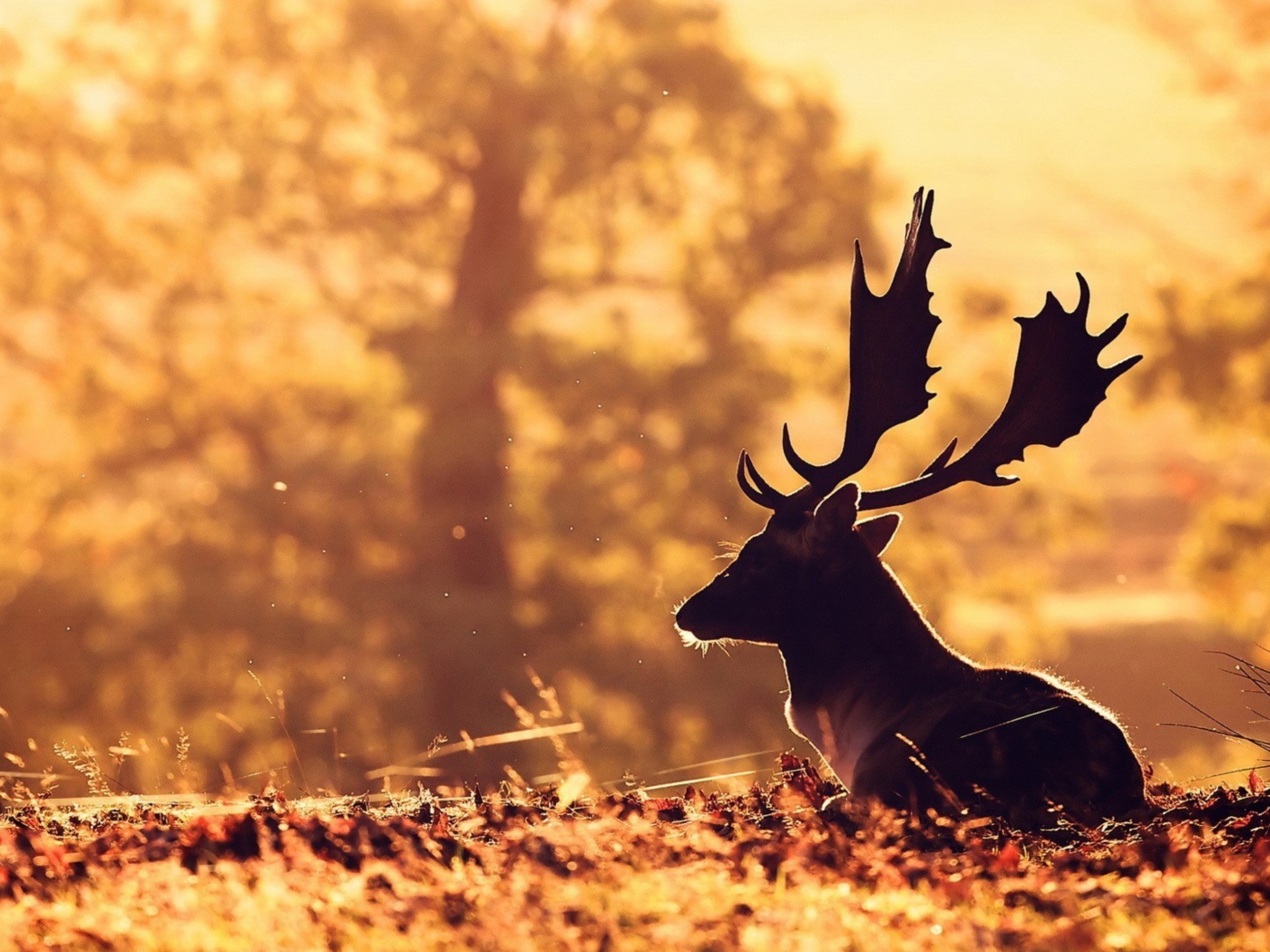 Олень с большими рогами лежит на опавшей листве