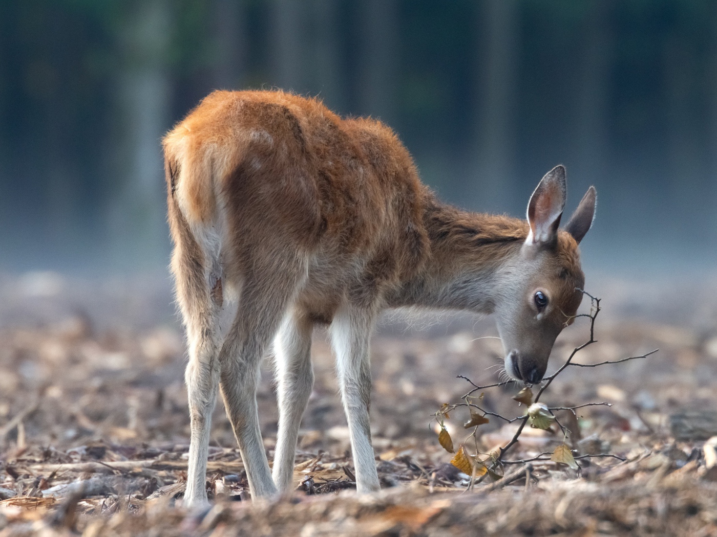 Самка оленя пасется в лесу