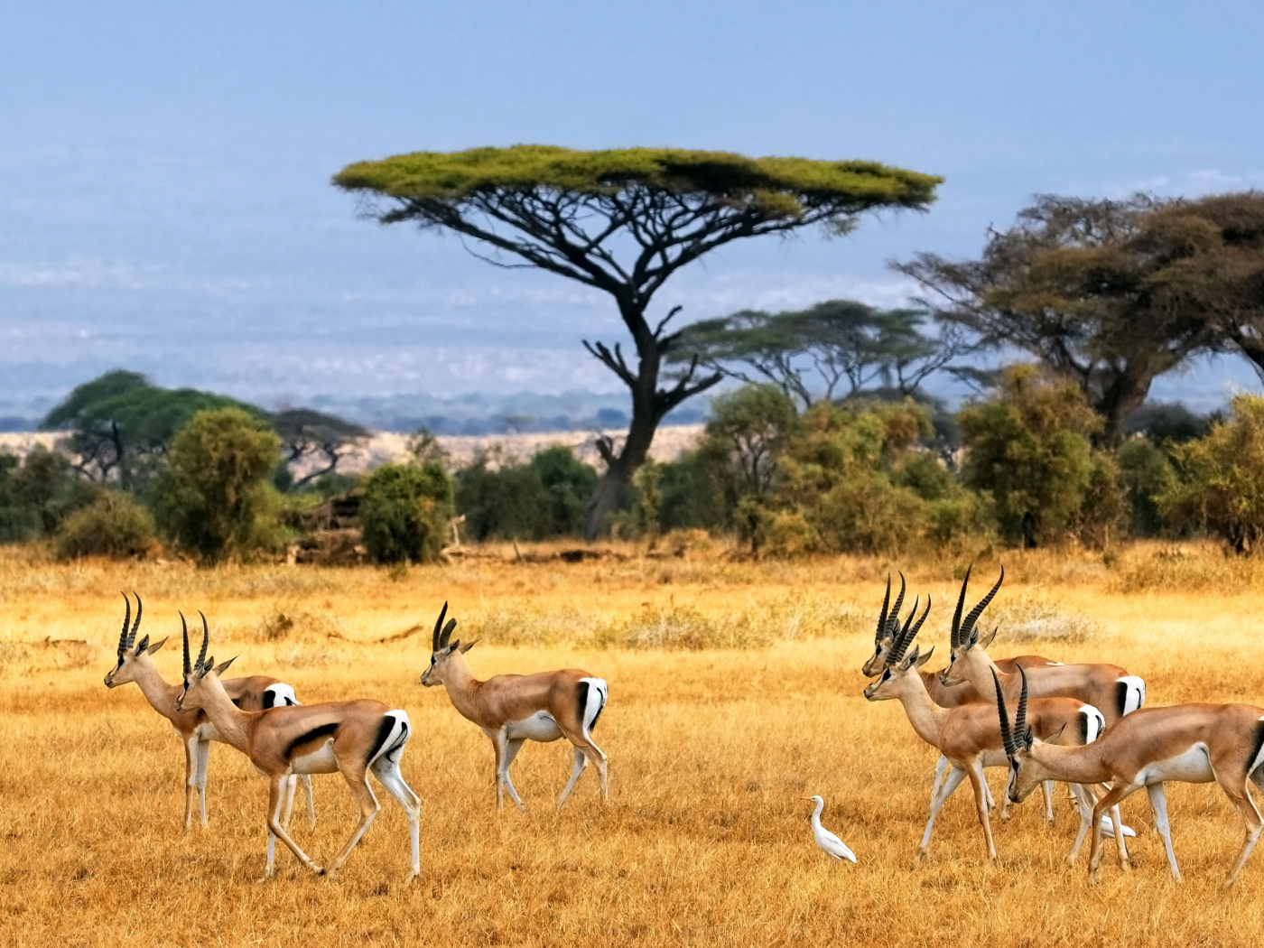 Стадо антилоп в сафари с белыми цаплями 