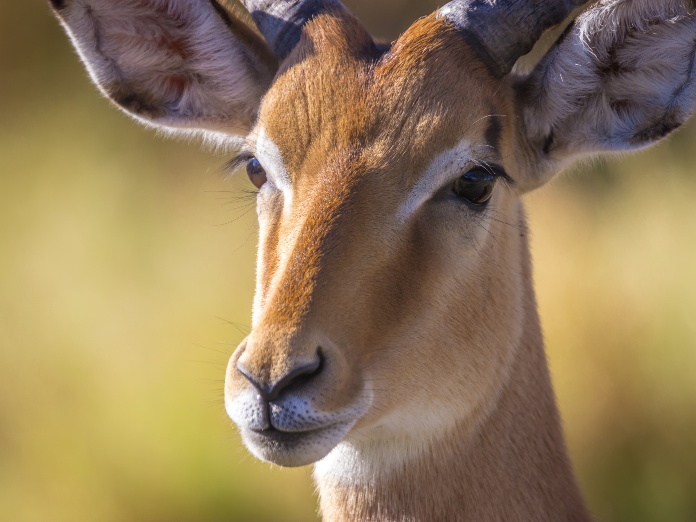 Морда антилопы крупным планом 
