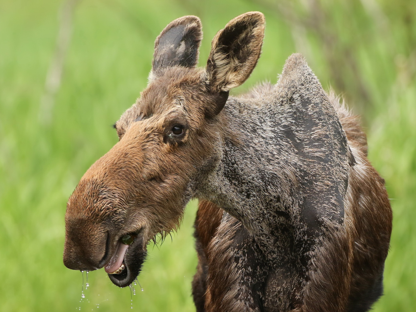 Большой лось у водопоя