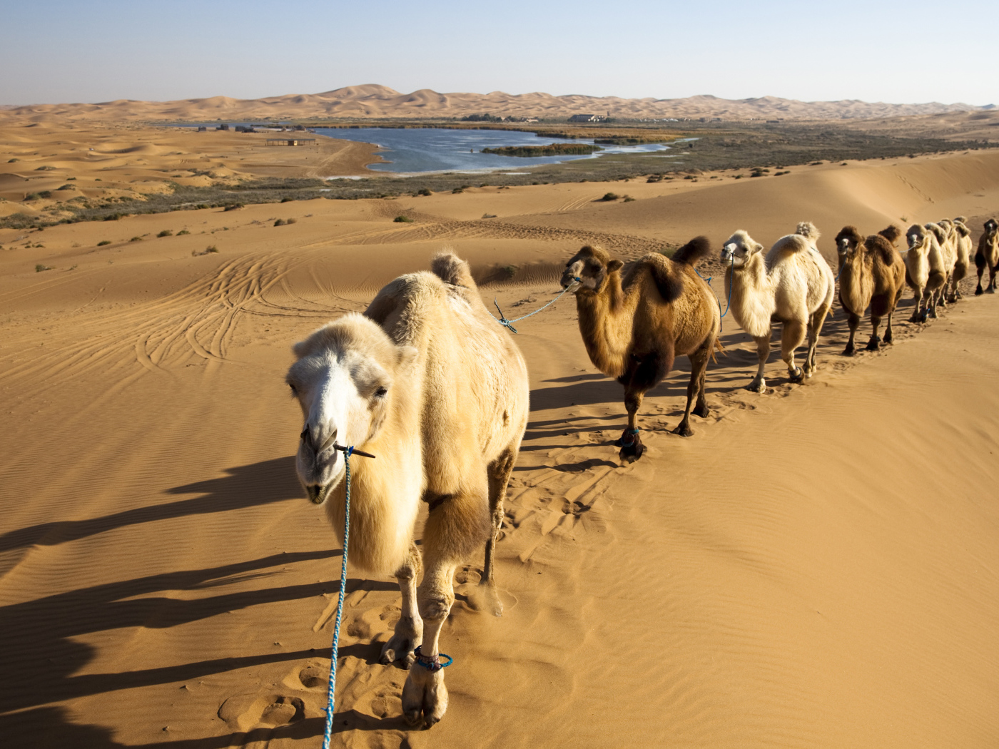 Караван верблюдов идет по жаркой пустыне