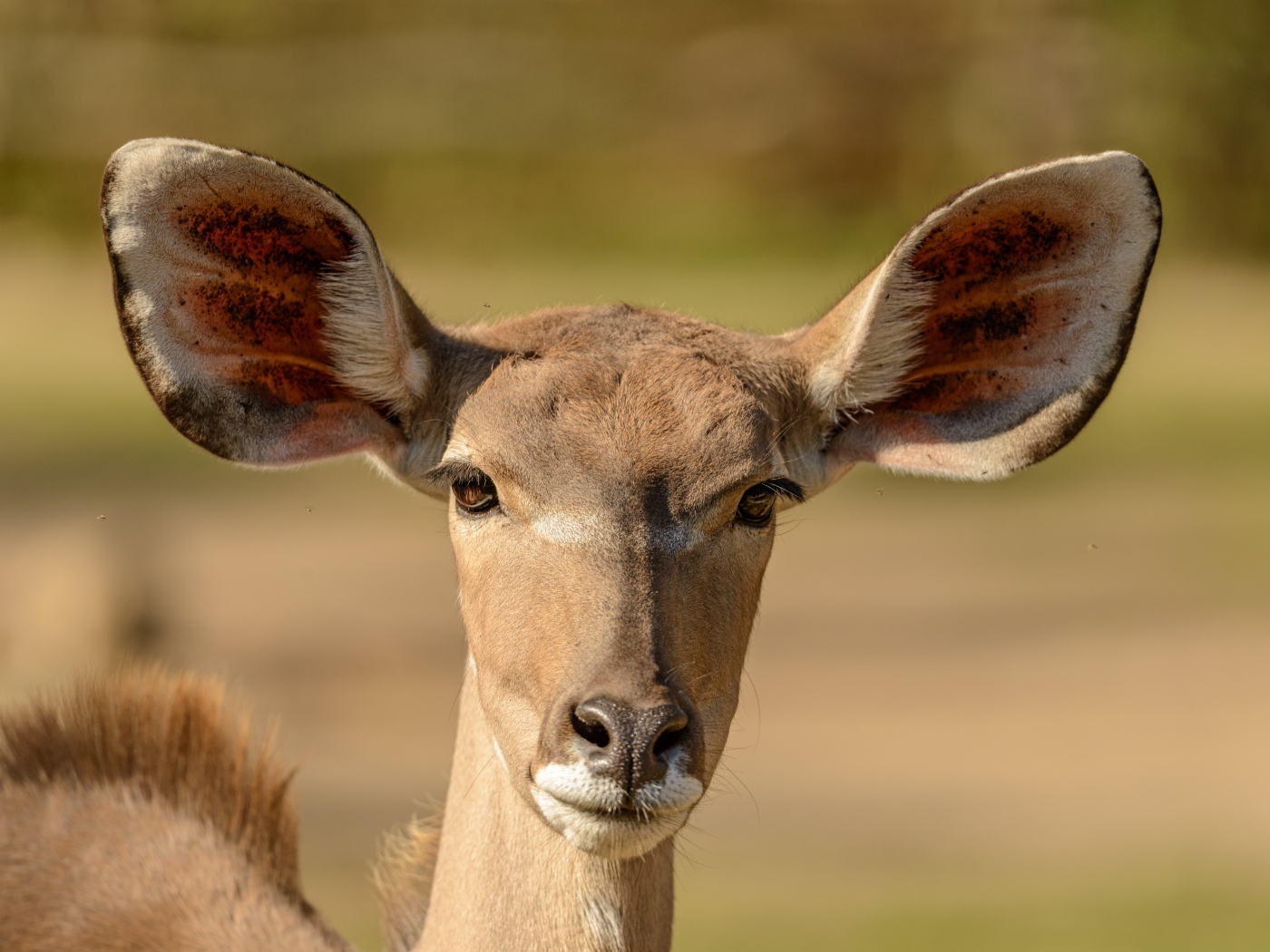 Морда антилопы с большими ушами крупным планом