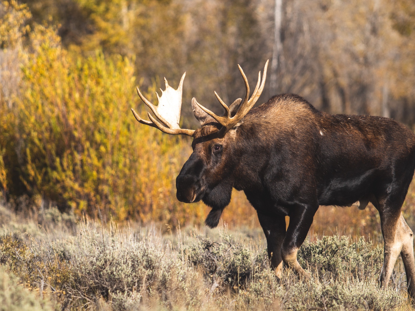 Лось с большими ветвистыми рогами в лесу 