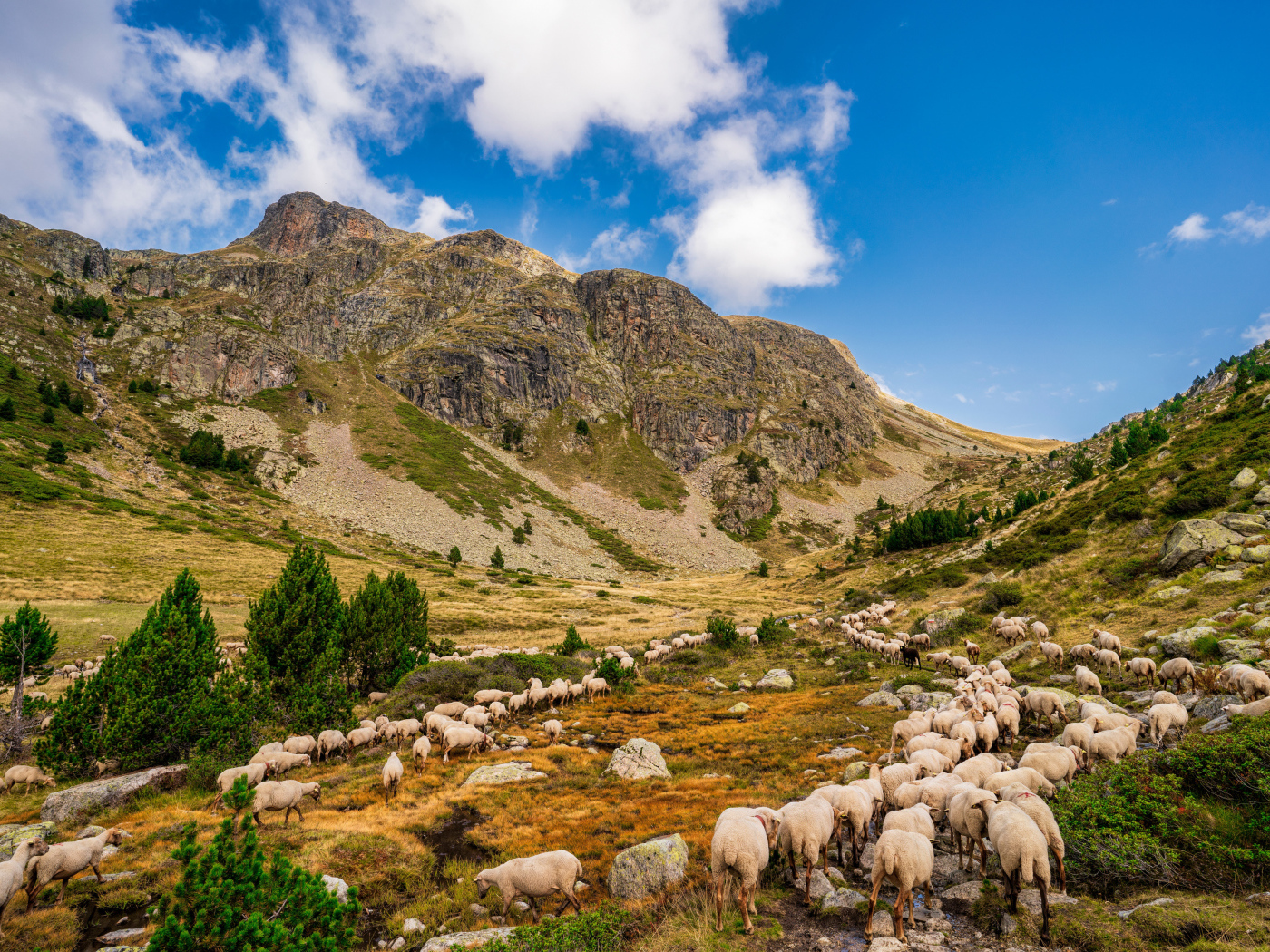 Стадо овец в горах под голубым небом