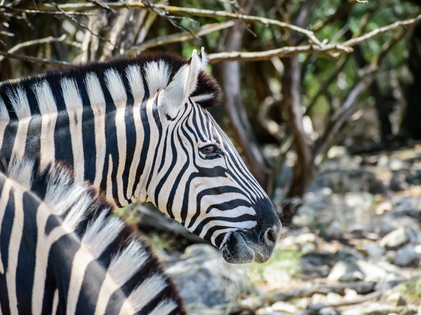 Голова полосатой зебры крупным планом 