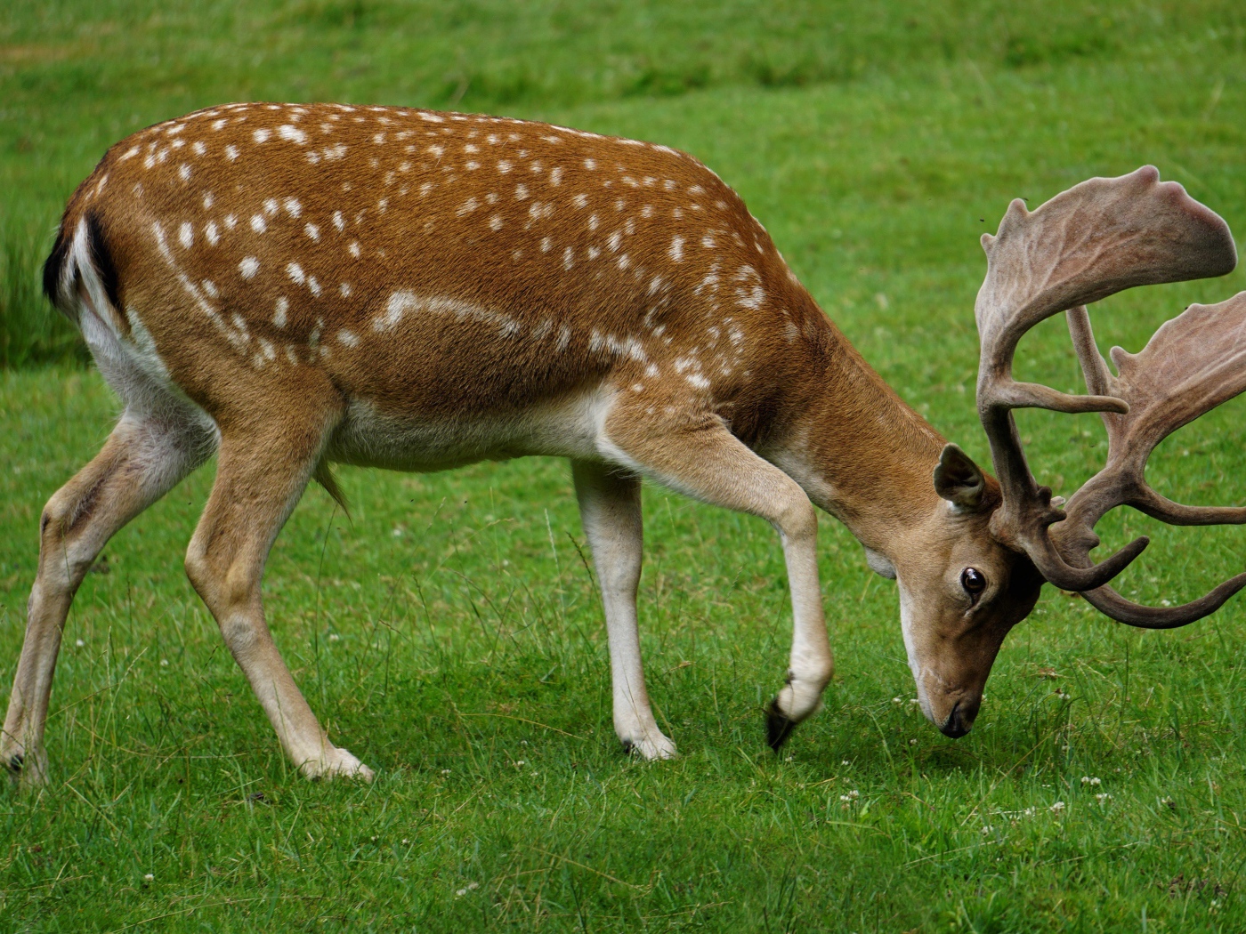 Пятнистый олень пасется на зеленой траве