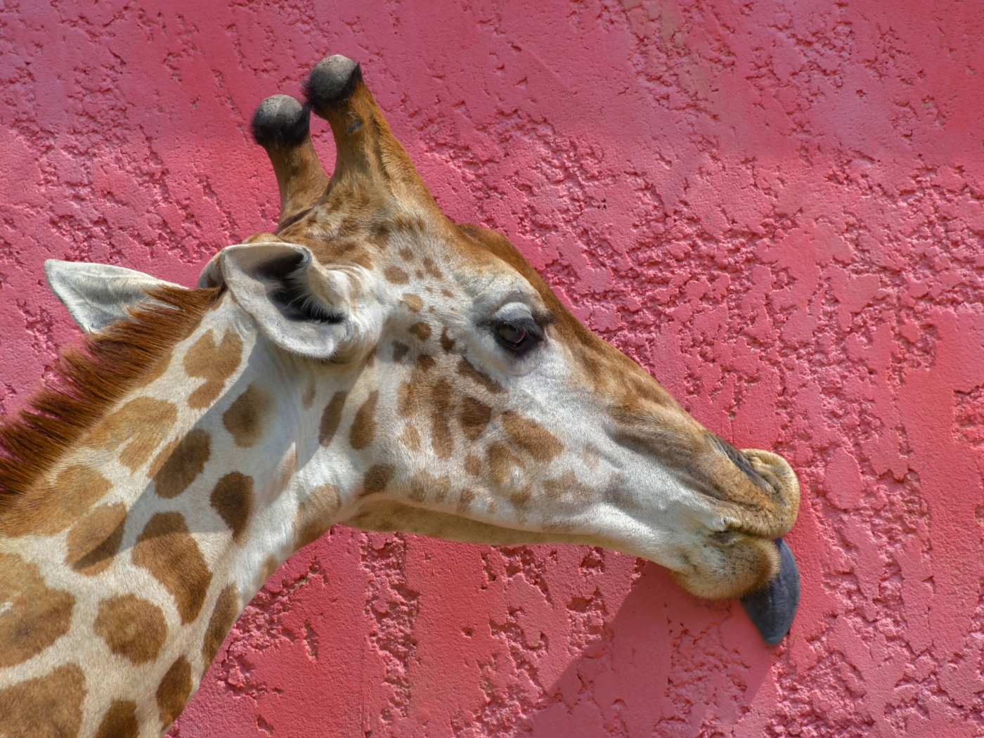 Пятнистый жираф облизывает розовую стену 