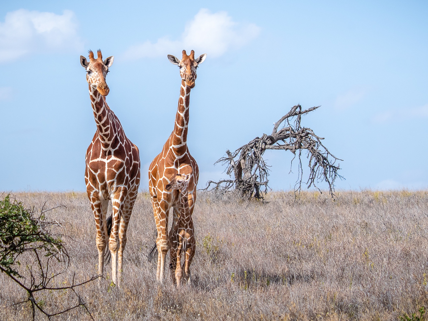 Два жирафа идут по сухой траве в саванне 