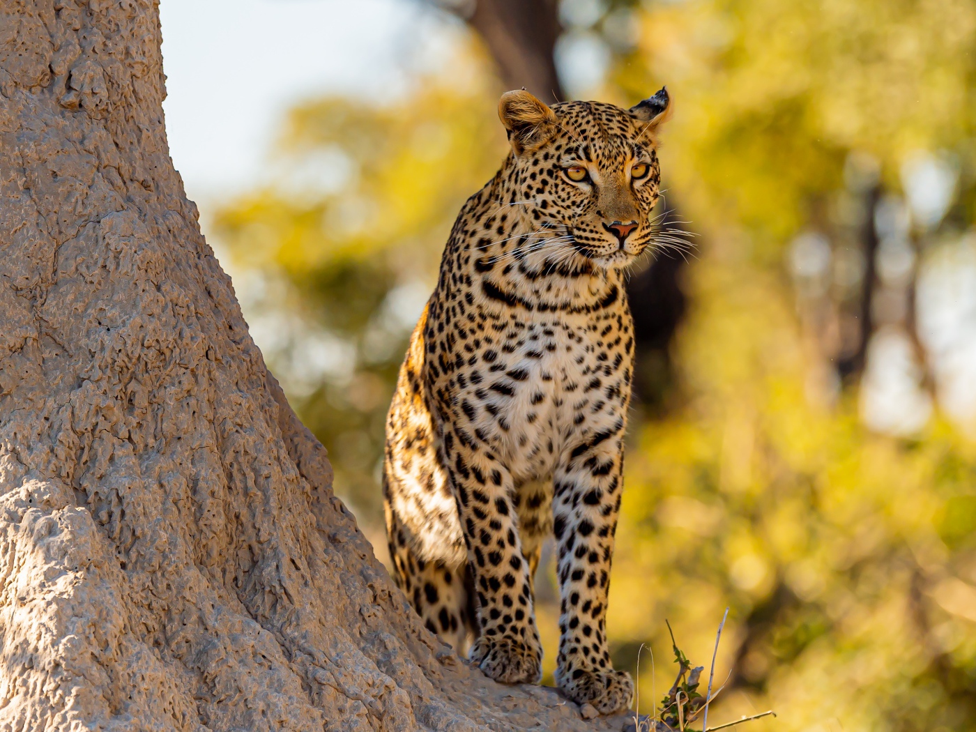 Большой леопард сидит у дерева в лучах солнца
