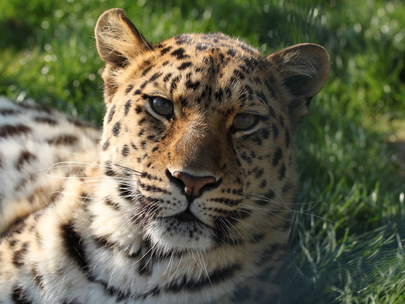 Большой пятнистый леопард лежит на зеленой траве 