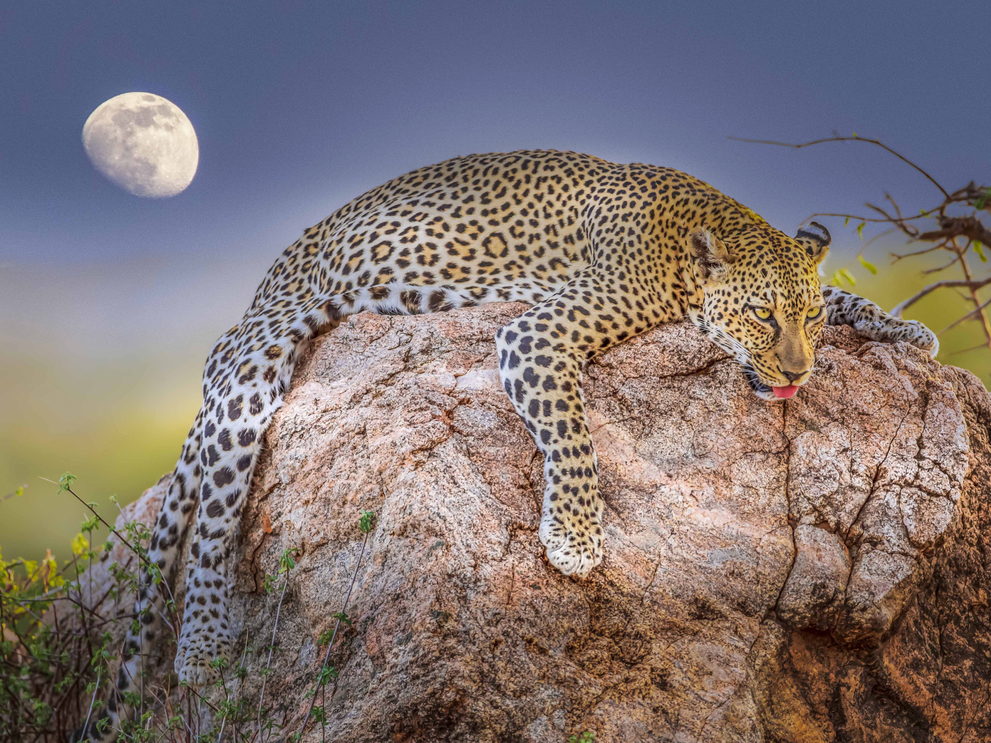 Уставший леопард лежит на камне на фоне луны 