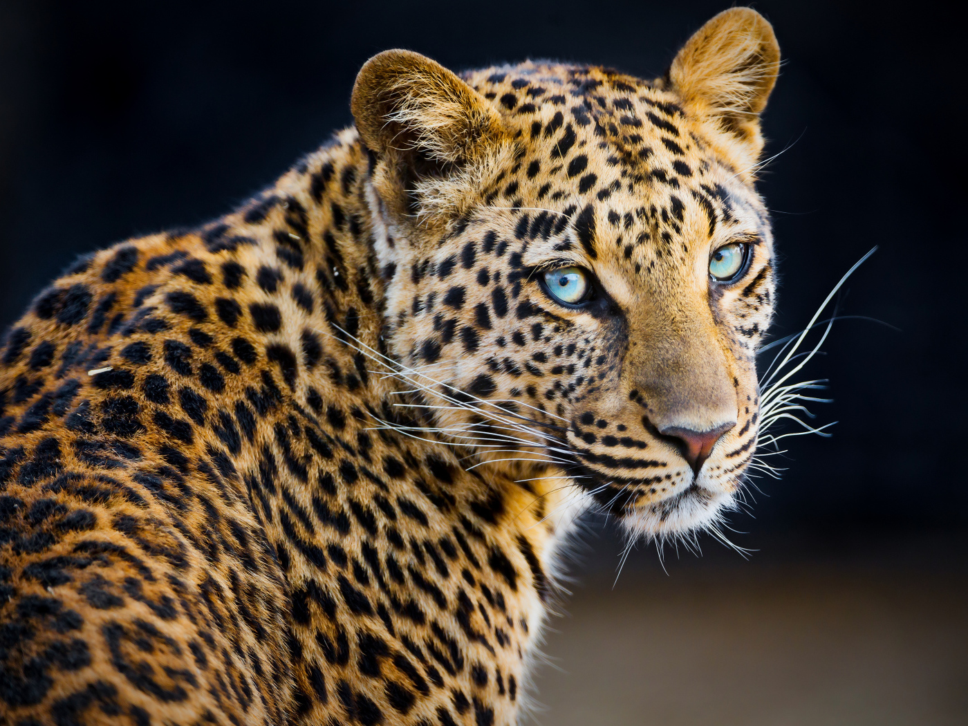 Beautiful spotted leopard