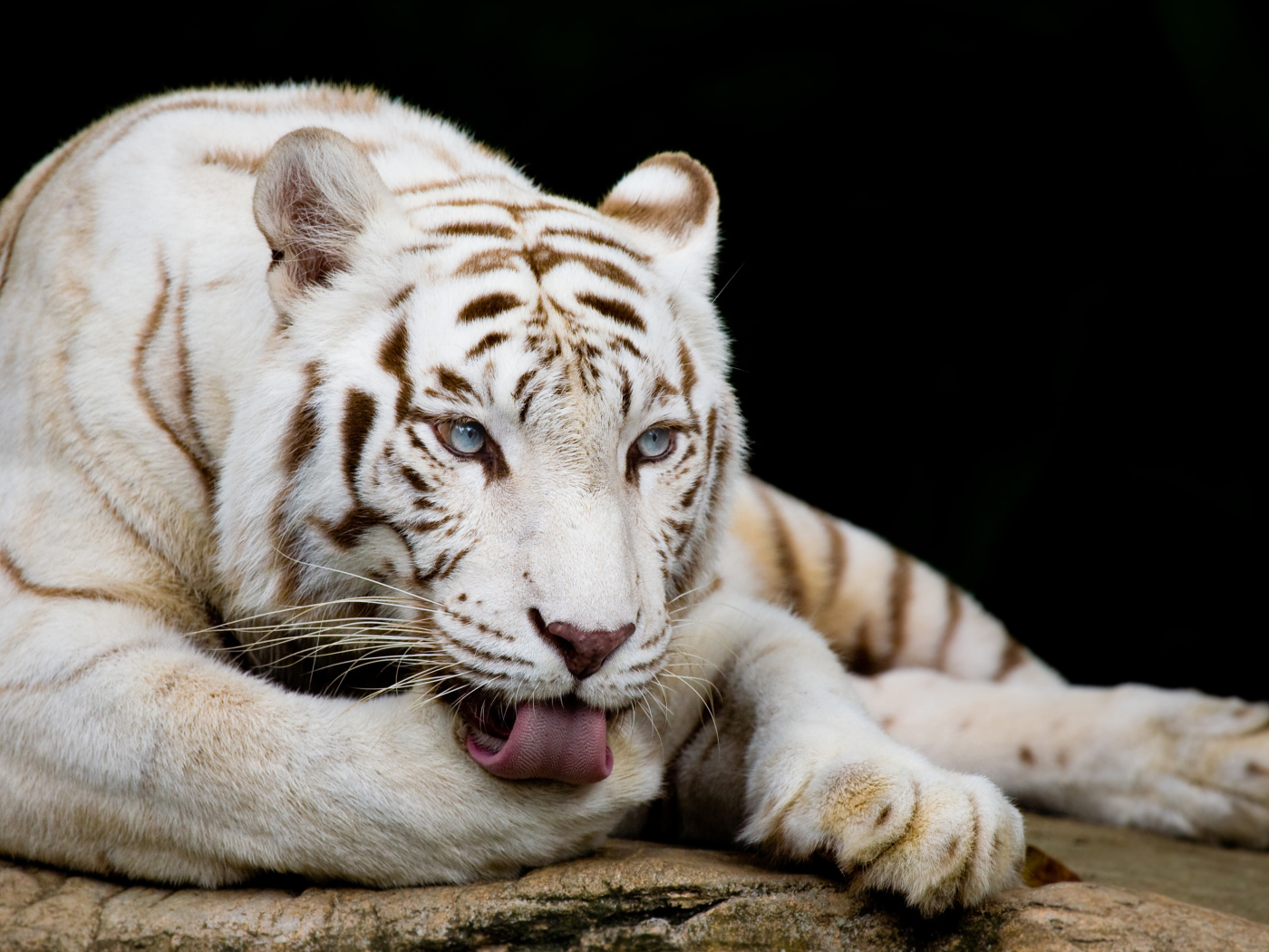 Большой белый голубоглазый бенгальский тигр