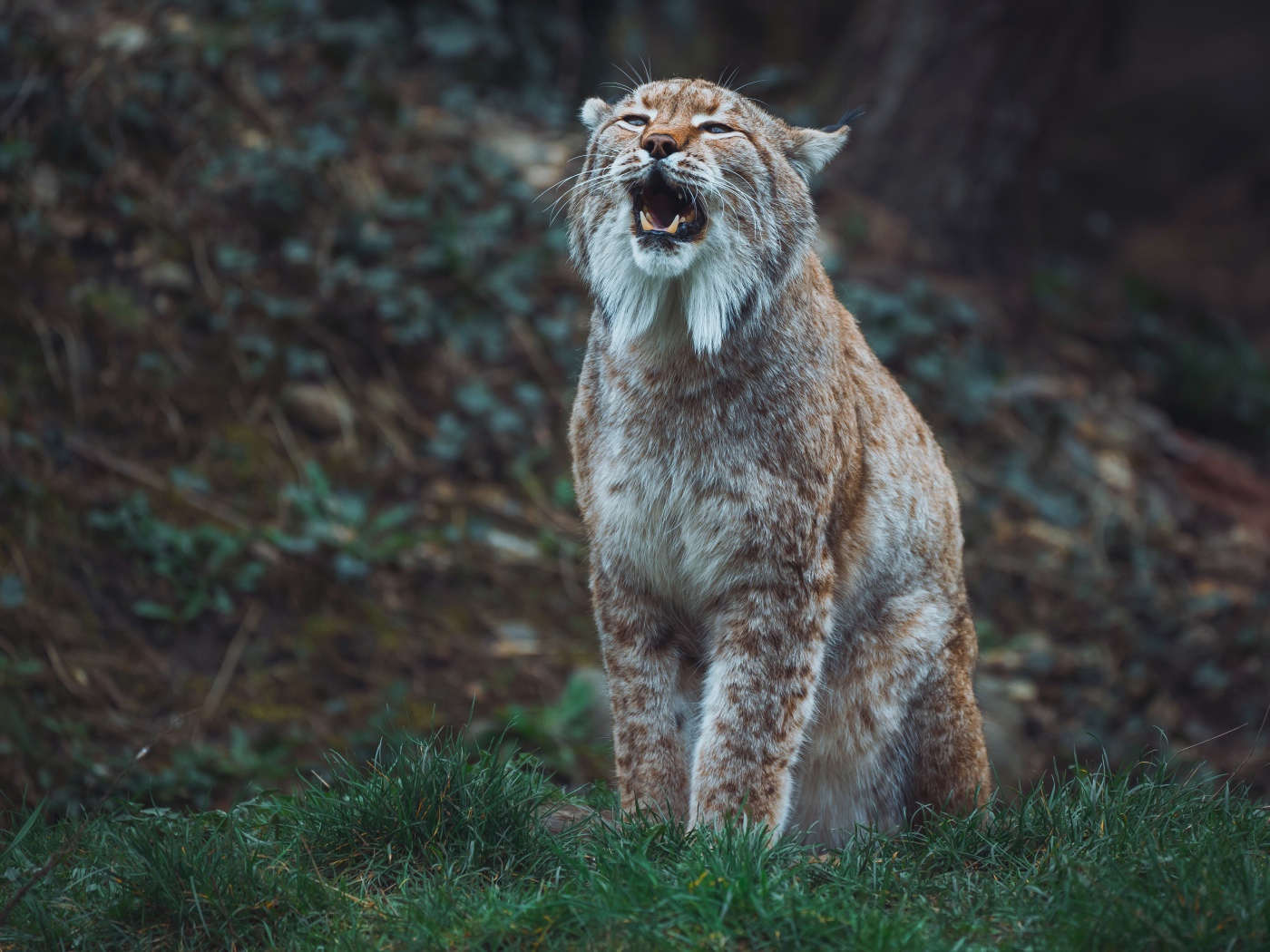Большая рысь кричит в лесу 