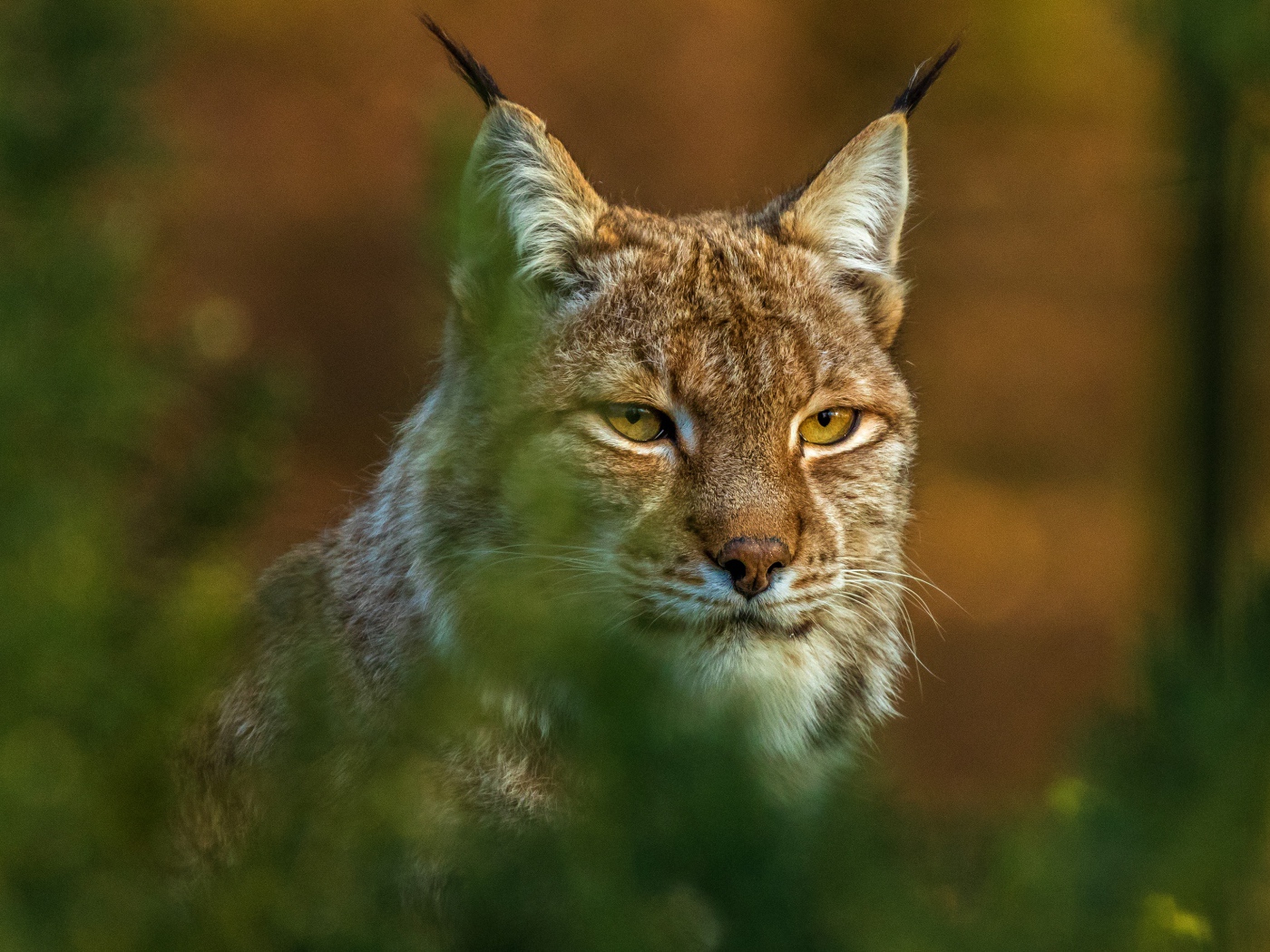 Большая рысь сидит в засаде