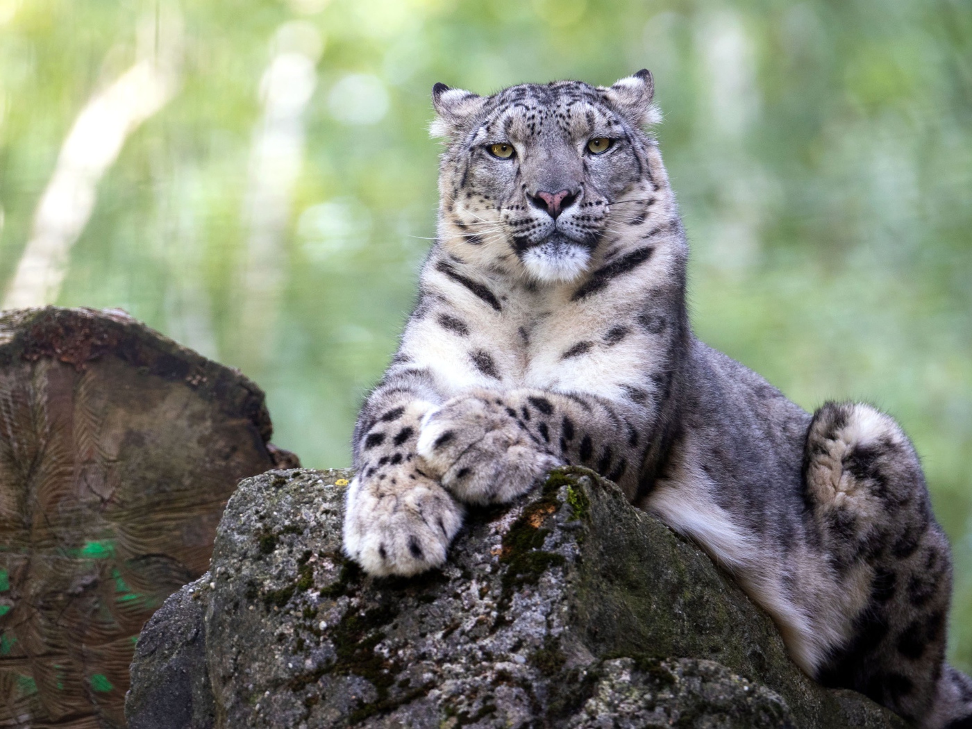 Большой снежный барс лежит на камне