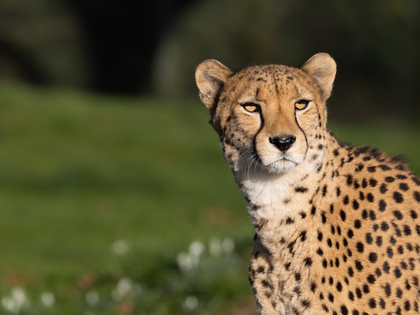Большой пятнистый гепард в лучах солнца 