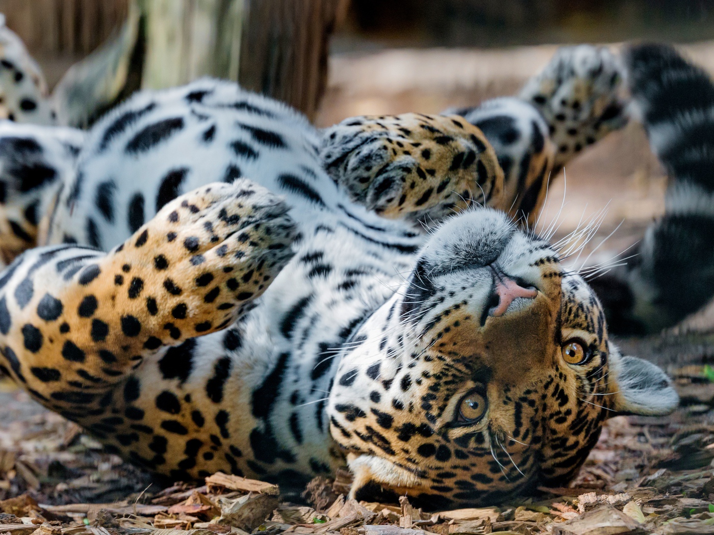 Большой пятнистый ягуар лежит на земле 
