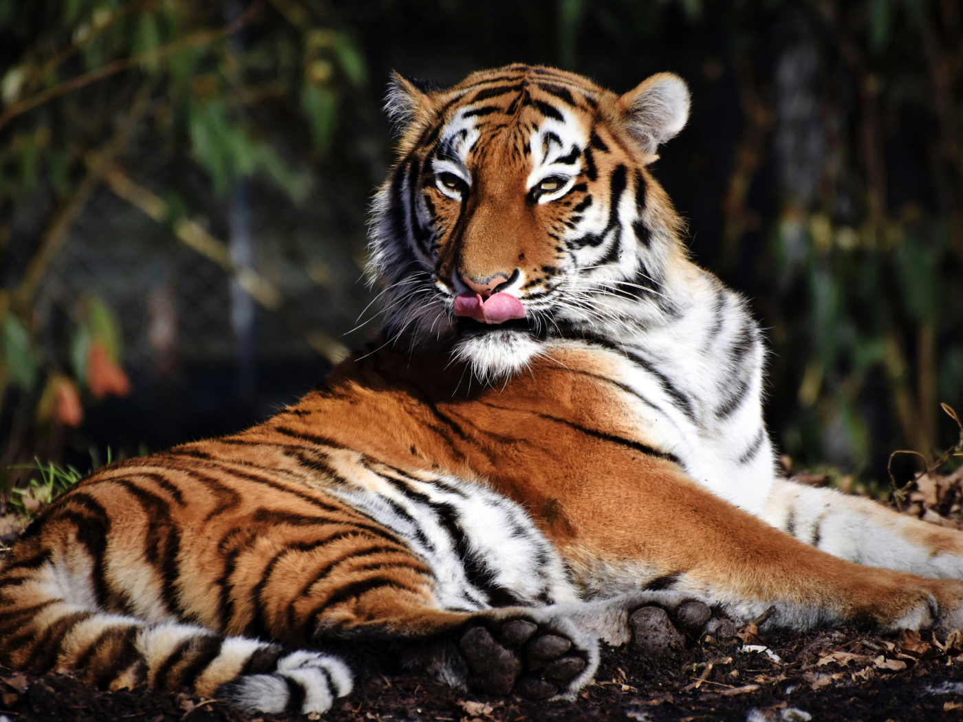 Большой полосатый тигр облизывает морду