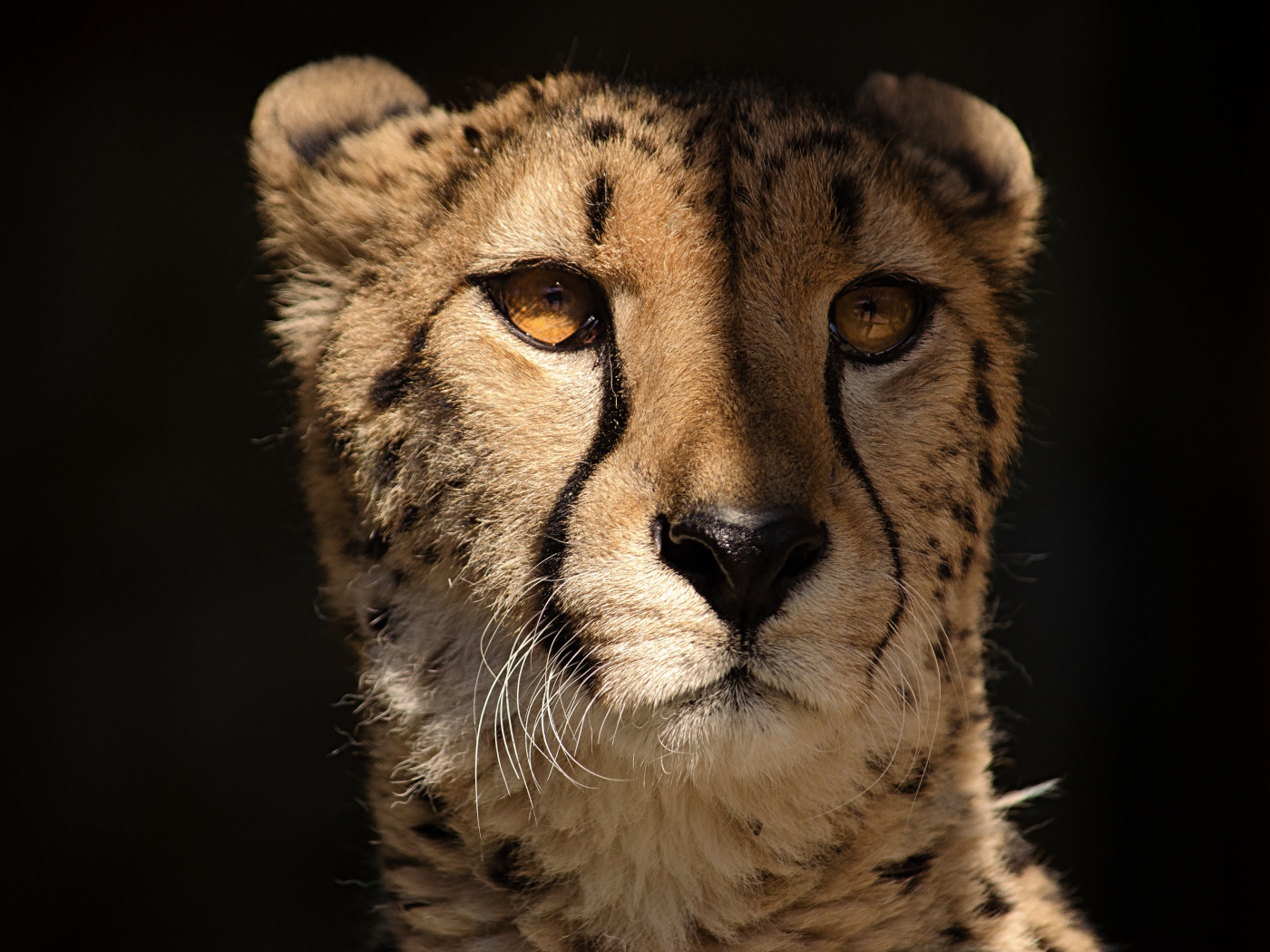 Морда гепарда крупным планом на черном фоне 