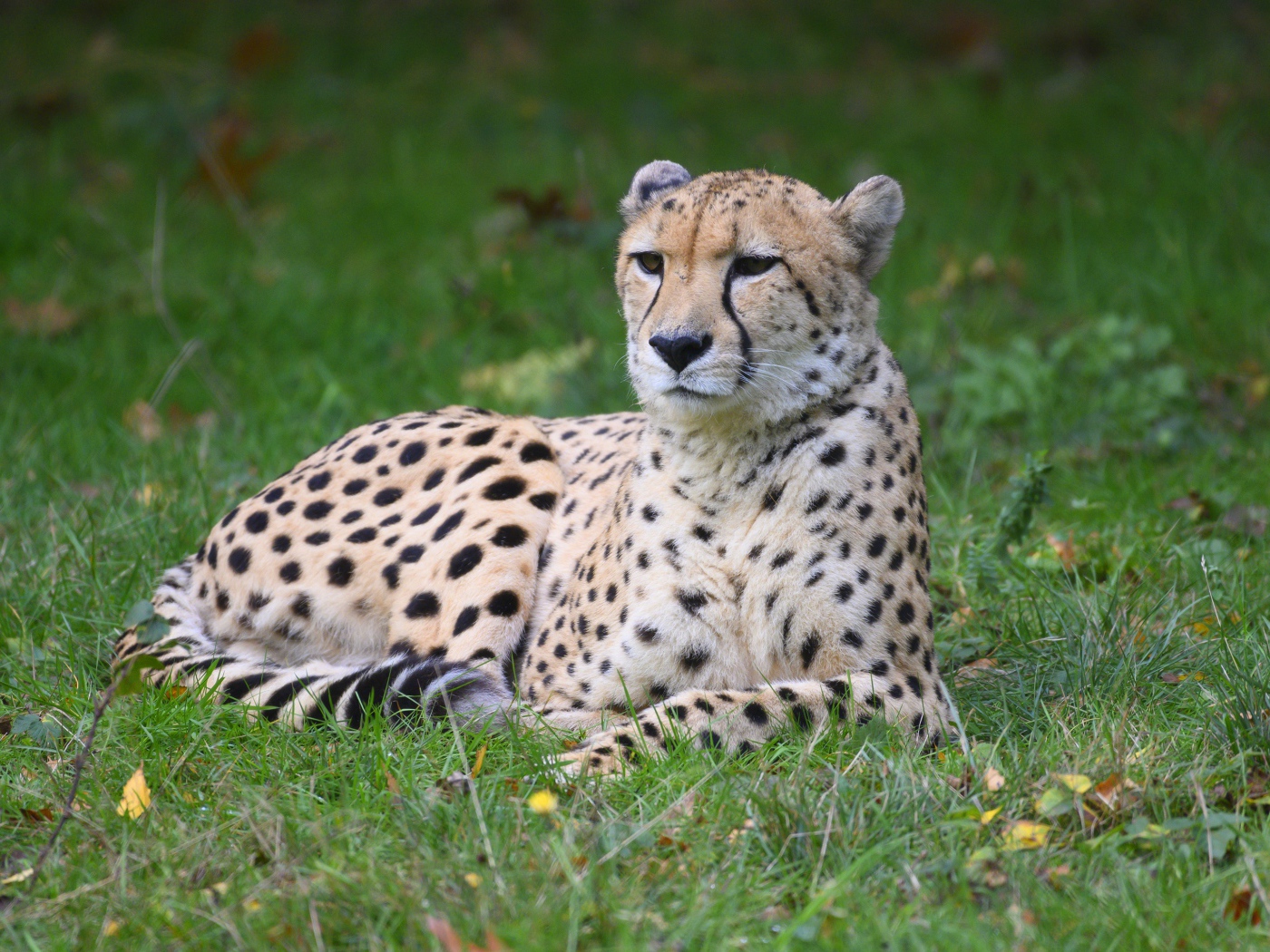 Гепард лежит на зеленой траве 