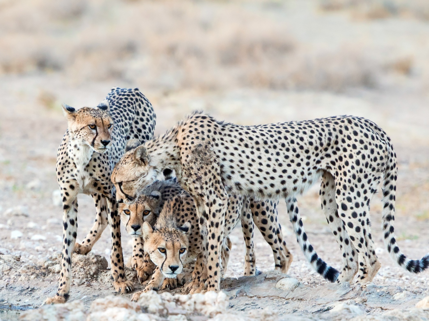 Гепарды охраняют детенышей 