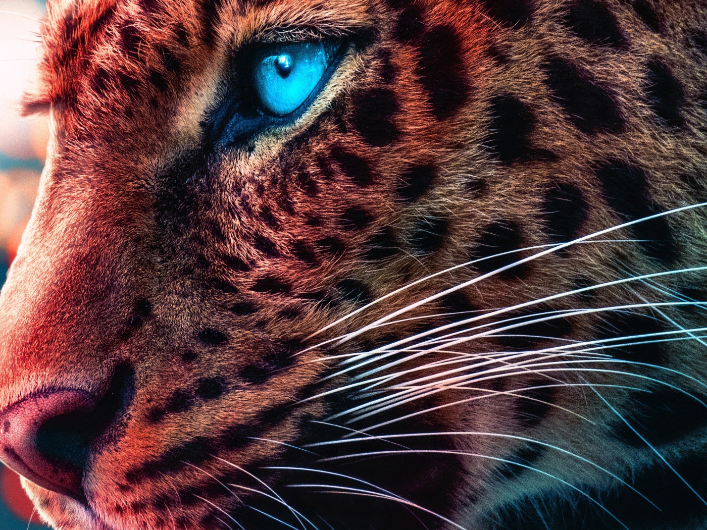 Морда голубоглазого леопарда крупным планом