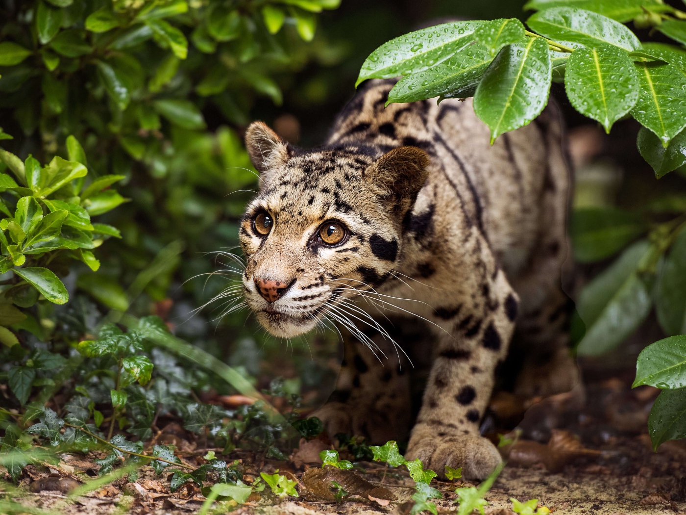 Хищный оцелот на охоте 