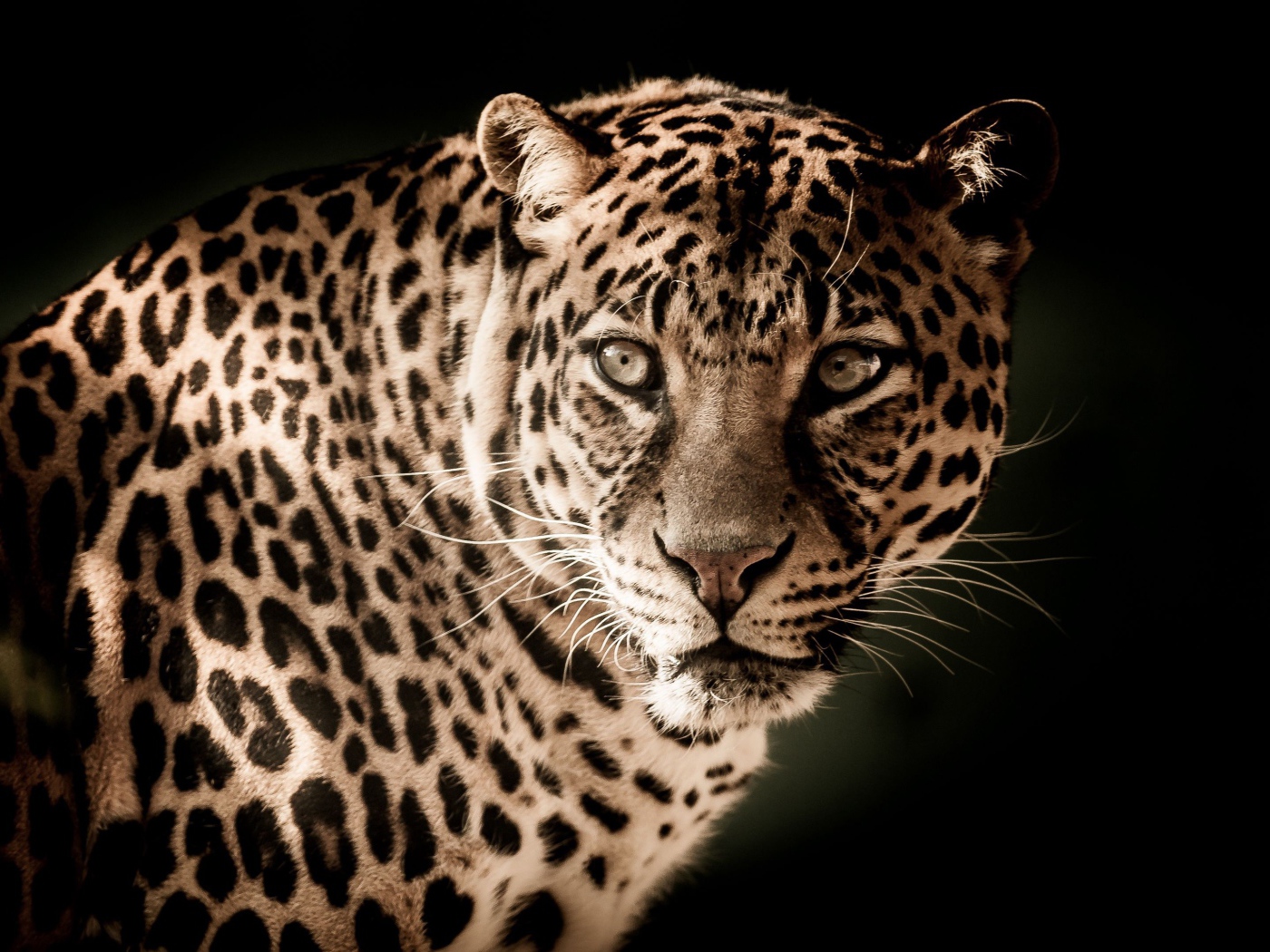 Серьезный взгляд большого пятнистого леопарда 