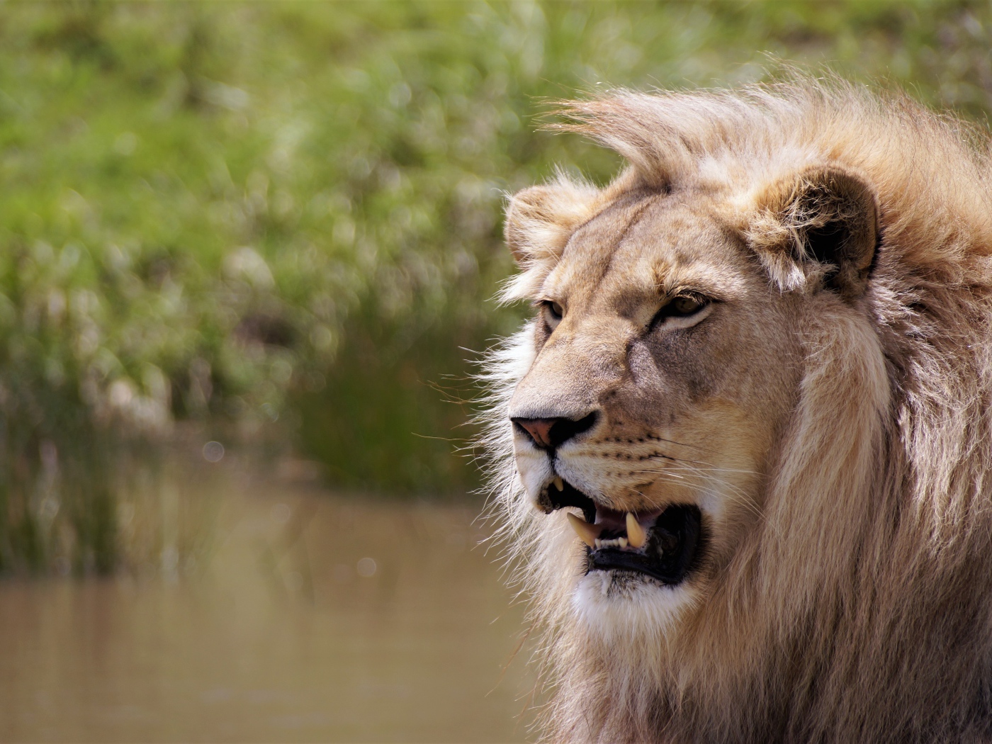 Острые клыки сурового африканского льва