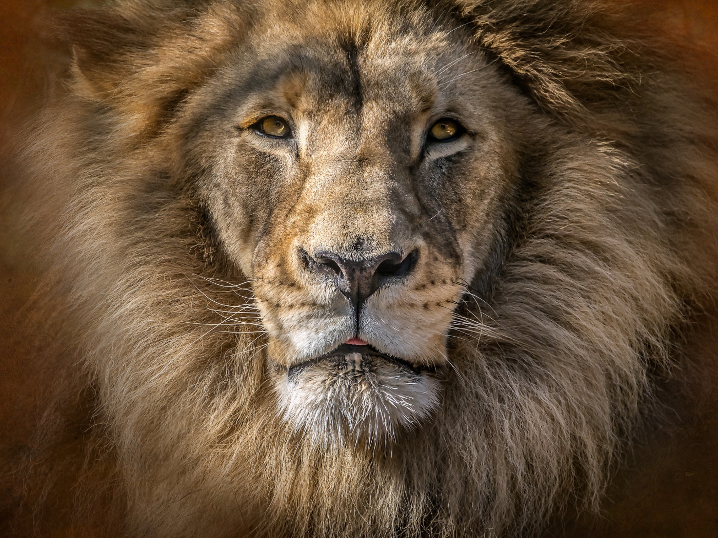 Морда большого льва с пушистой гривой 