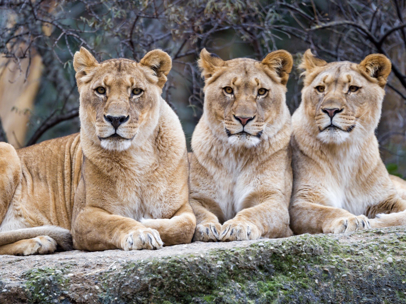 Три большие львицы лежат на камне в зоопарке 