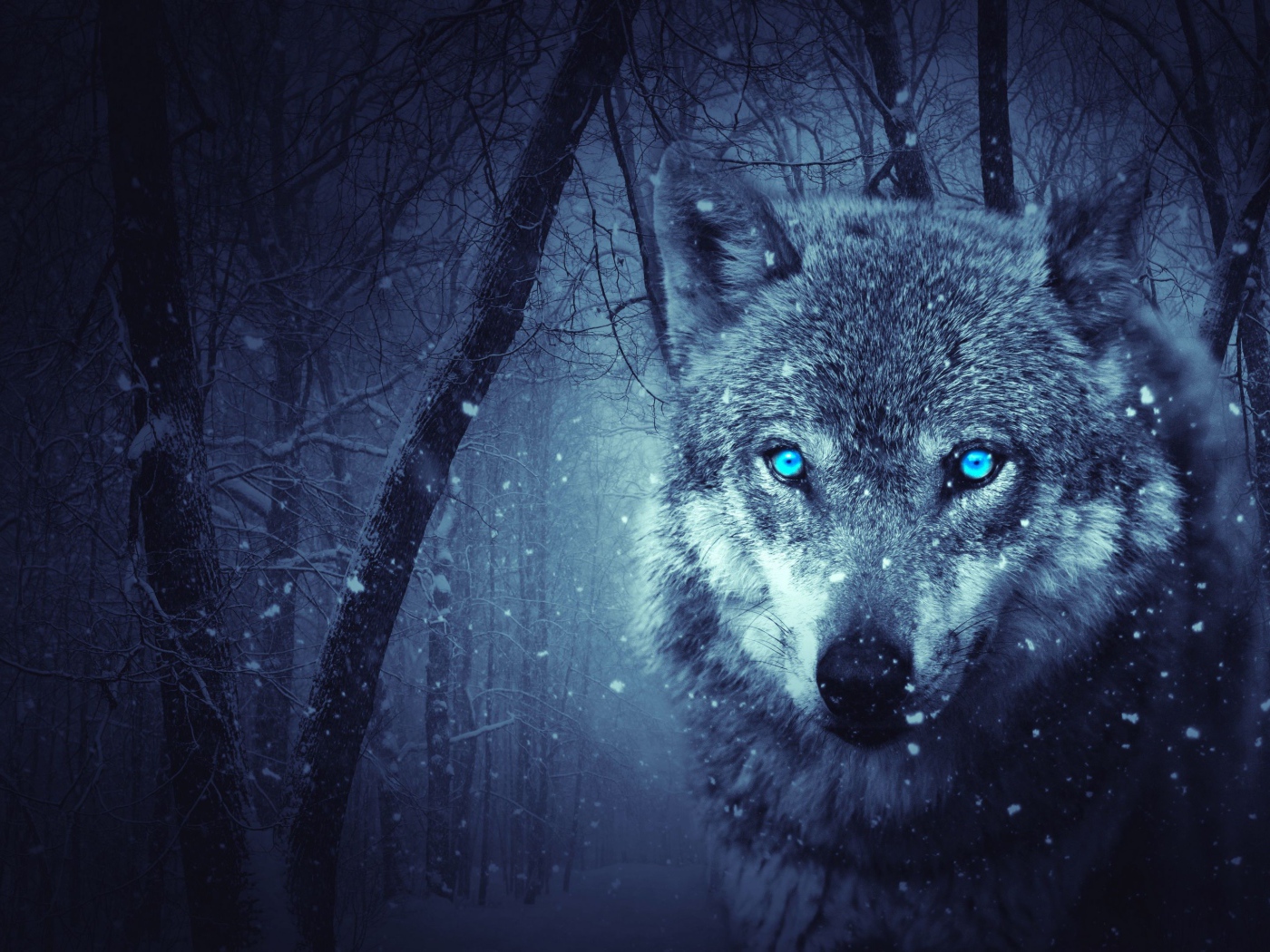Серый волк с голубыми глазами в холодном зимнем лесу 