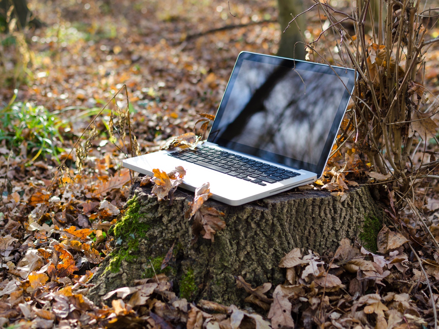 Ноутбук стоит на пне в лесу осенью 