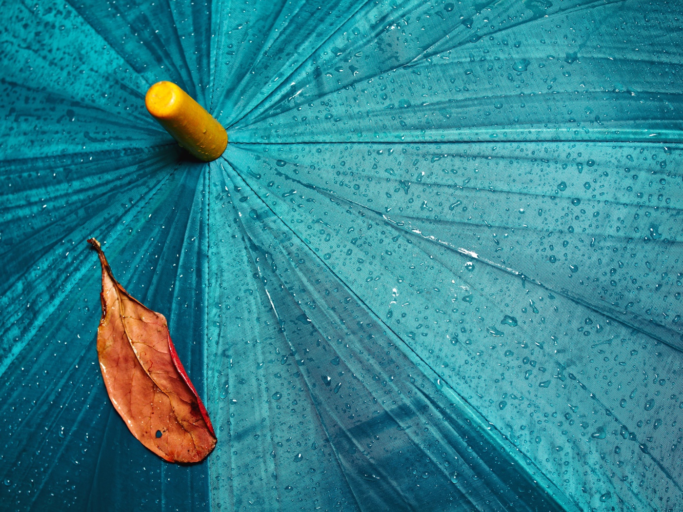 A yellow leaf lies on a blue wet umbrella