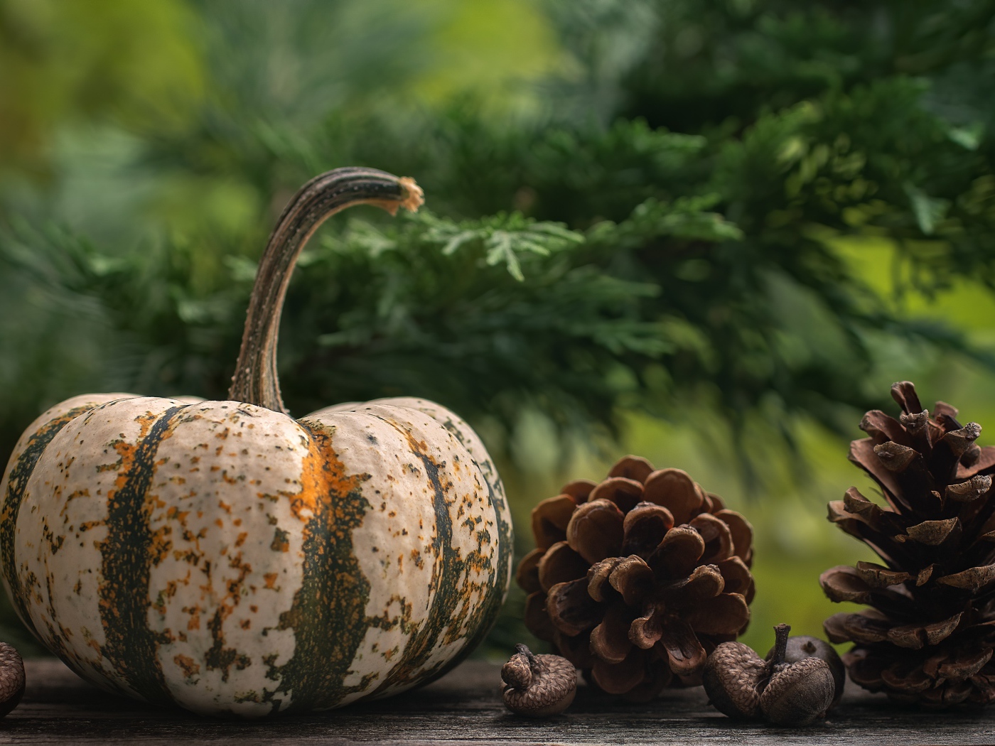 Большая тыква с шишками на столе 